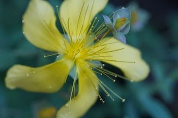 Fleurs de ma terrasse