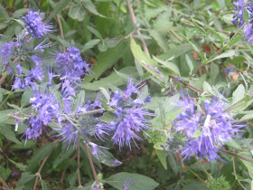 Caryopteris X Clandonensis Grand Bleu Inoveris