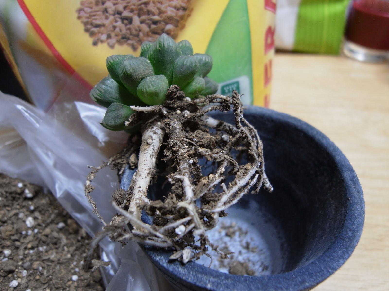 Journal 多肉植物