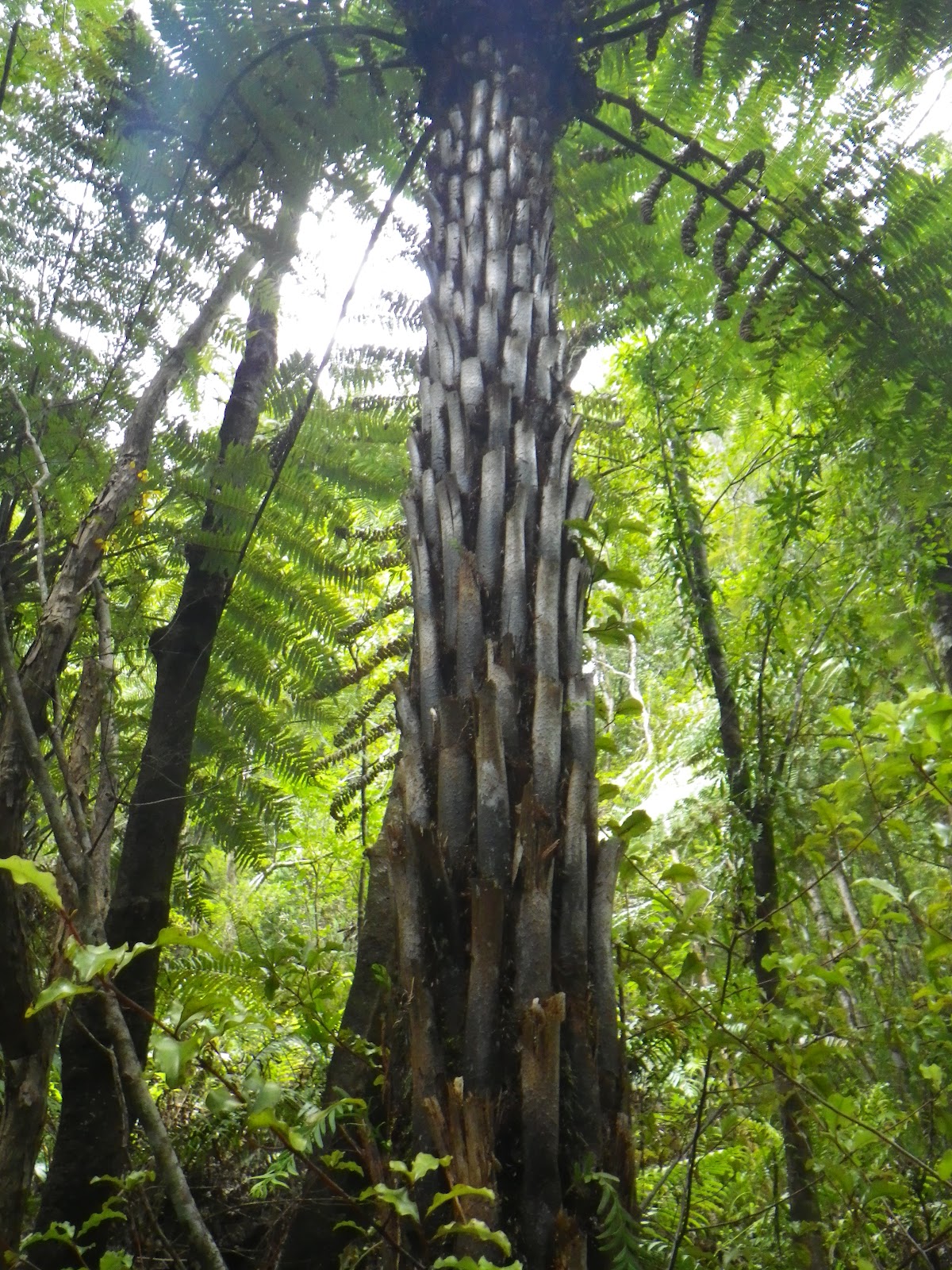 The NewsHerald Blogs NewsHerald Food and Travel Ancient New Zealand