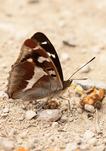 Purple Emperor - Fermyn Woods, Northamptonshire