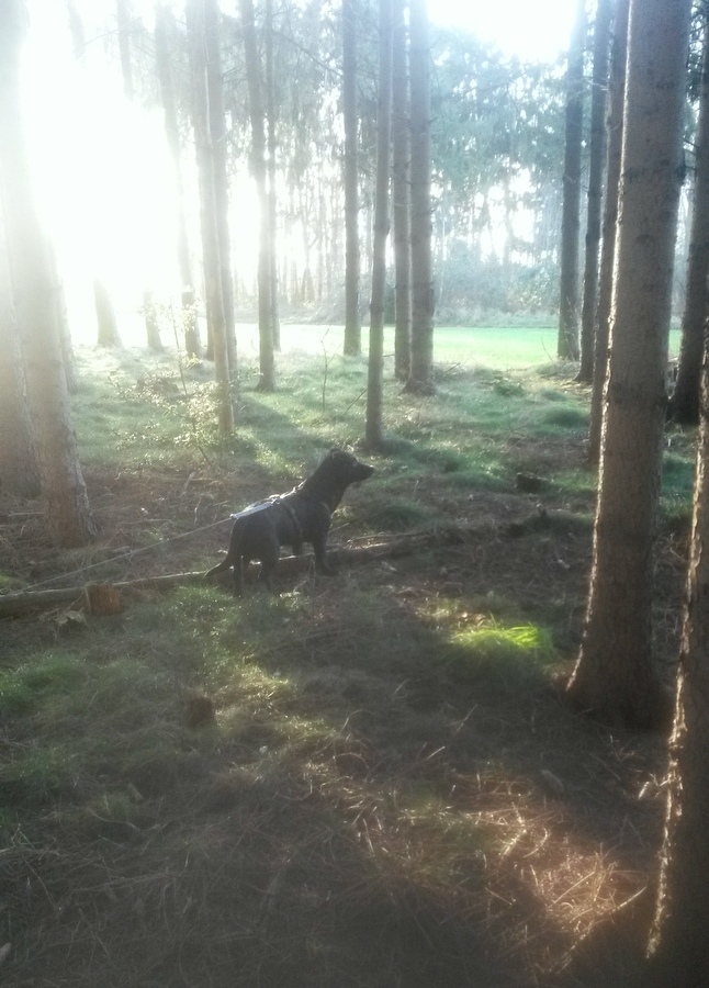 Rikarose Wo Es Bluht Hat Die Sehnsucht Ein Ende Monika Minder