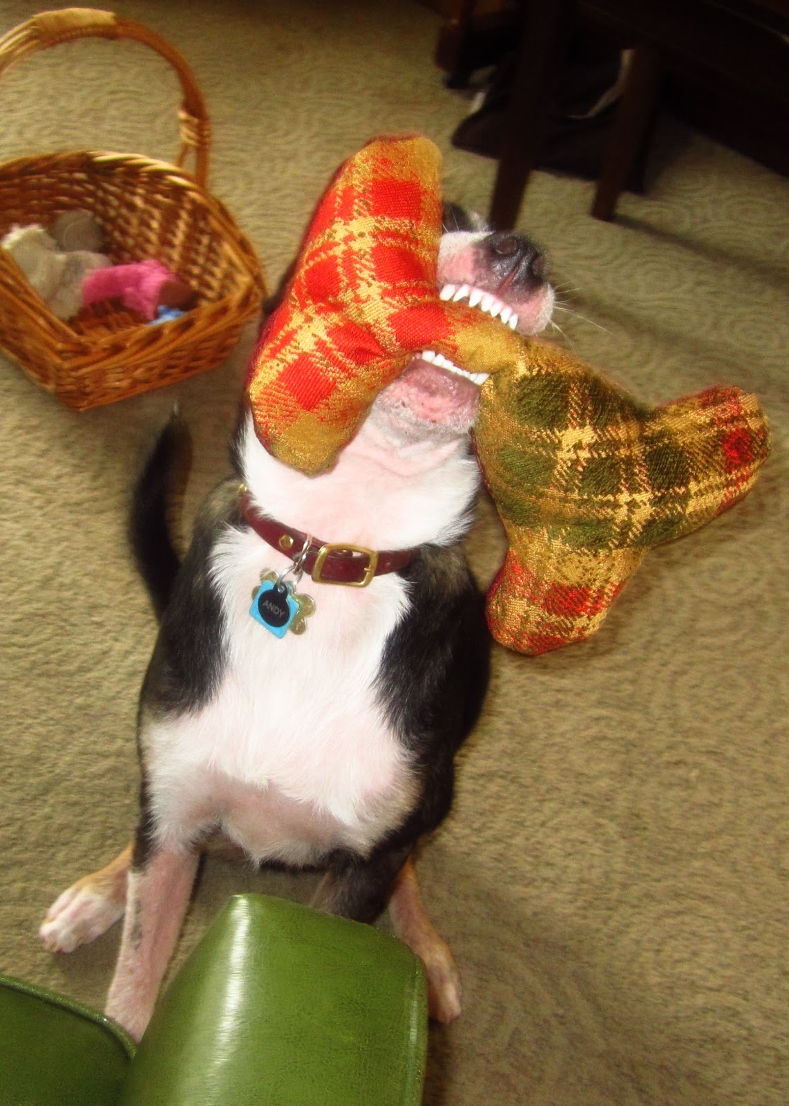 The Curious Pebble Project Hand Made Dog Toys....