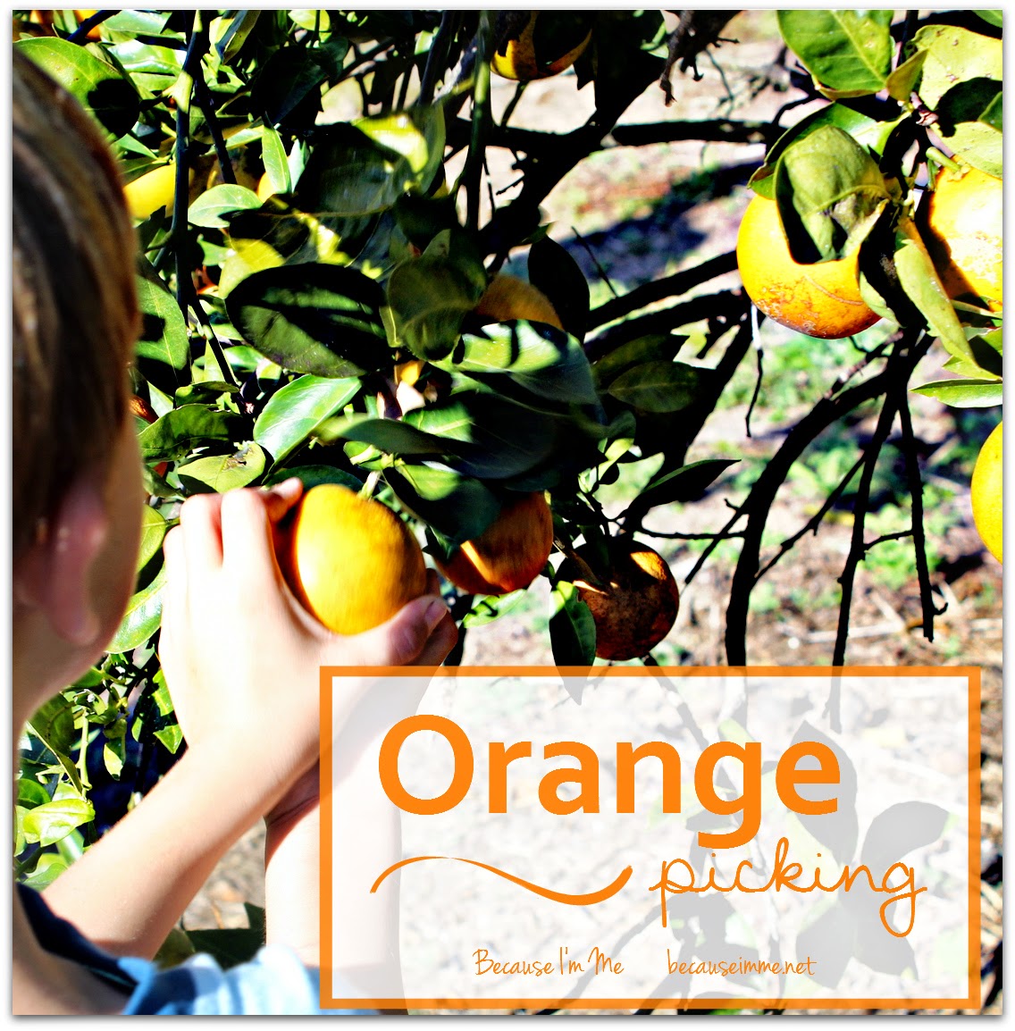 Orange picking in Southwest Florida