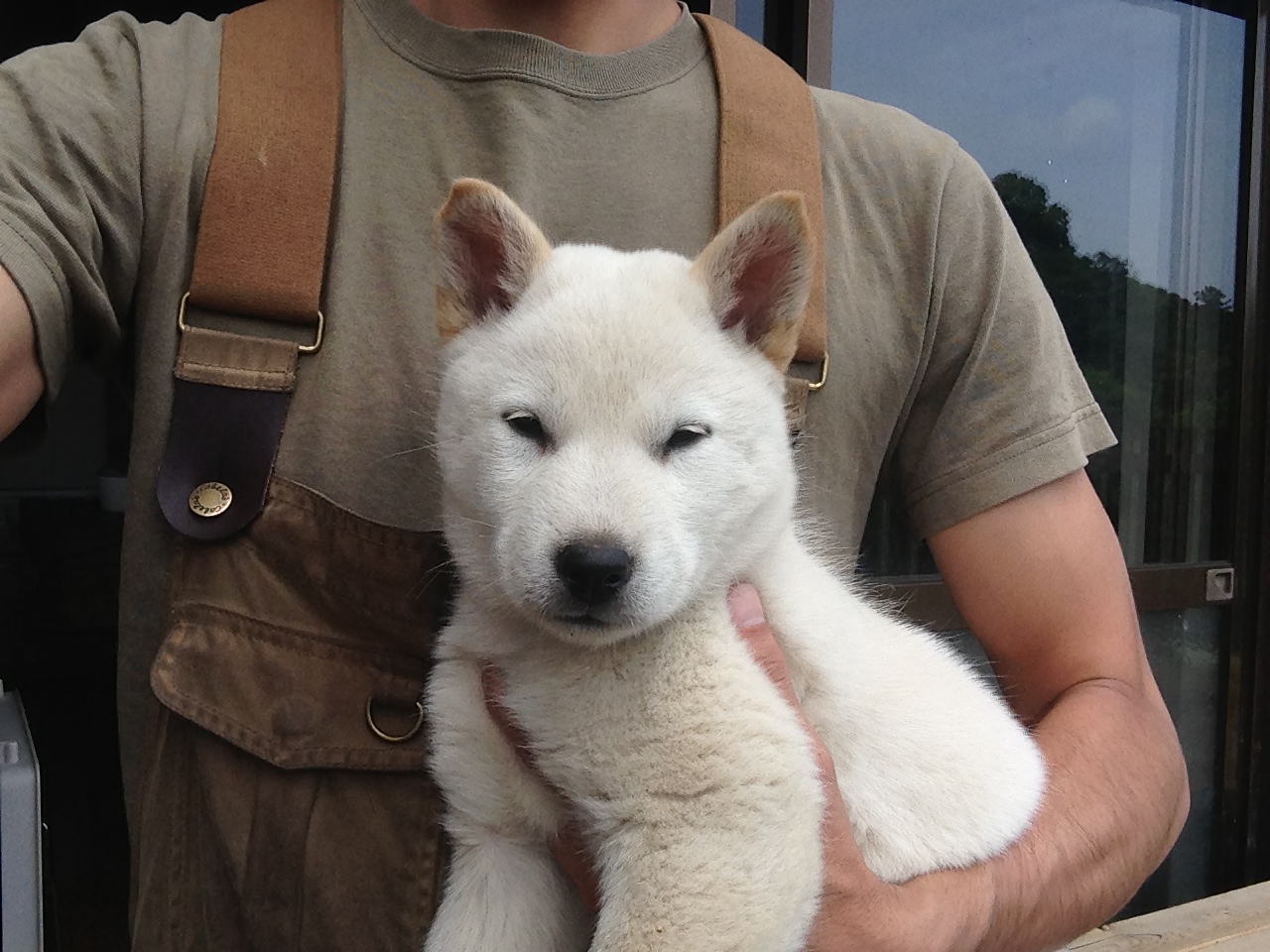 The Nihon Ken Hokkaido Male Pup Katano Go
