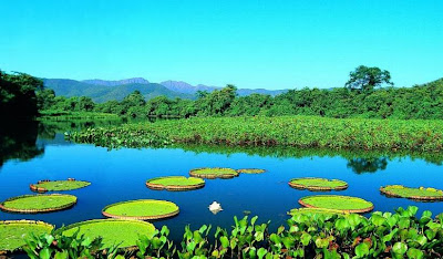 Bioma Pantanal - Maior Área Alagada do Planeta 