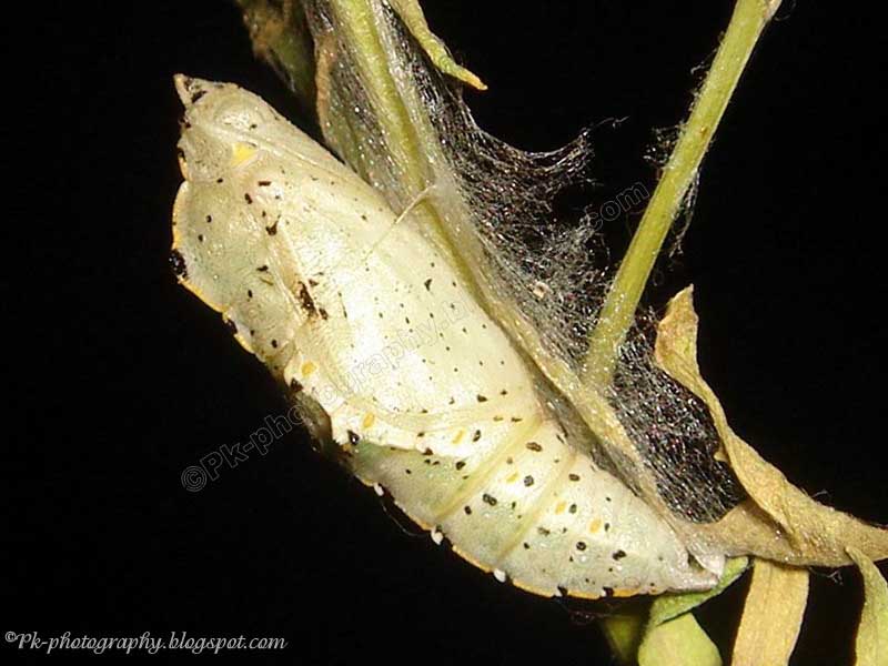 Butterfly Chrysalis Nature, Cultural, and Travel Photography Blog