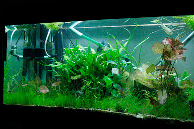 water movement freshwater aquarium