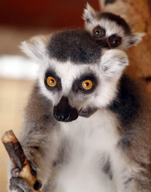 Animals With Babies | Baby Animals
