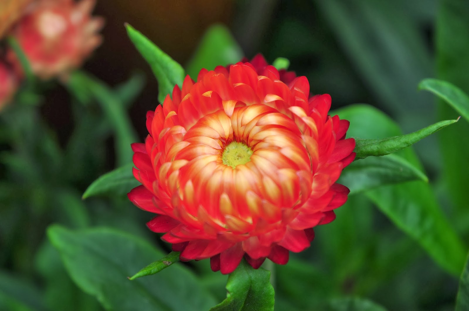 Hong Kong Flower Show 2011 at Victoria Park Hong Kong Trip Day 3