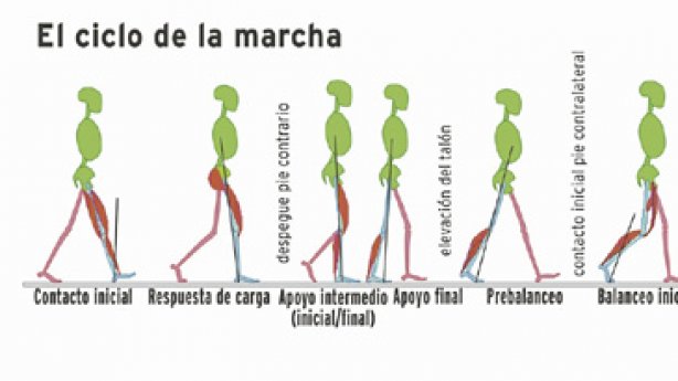 cadenas cineticas del cuerpo humano marcha kinesiologia y ortopedia junio 2011 cadenas cineticas del cuerpo humano marcha kinesiologia y ortopedia junio 2011