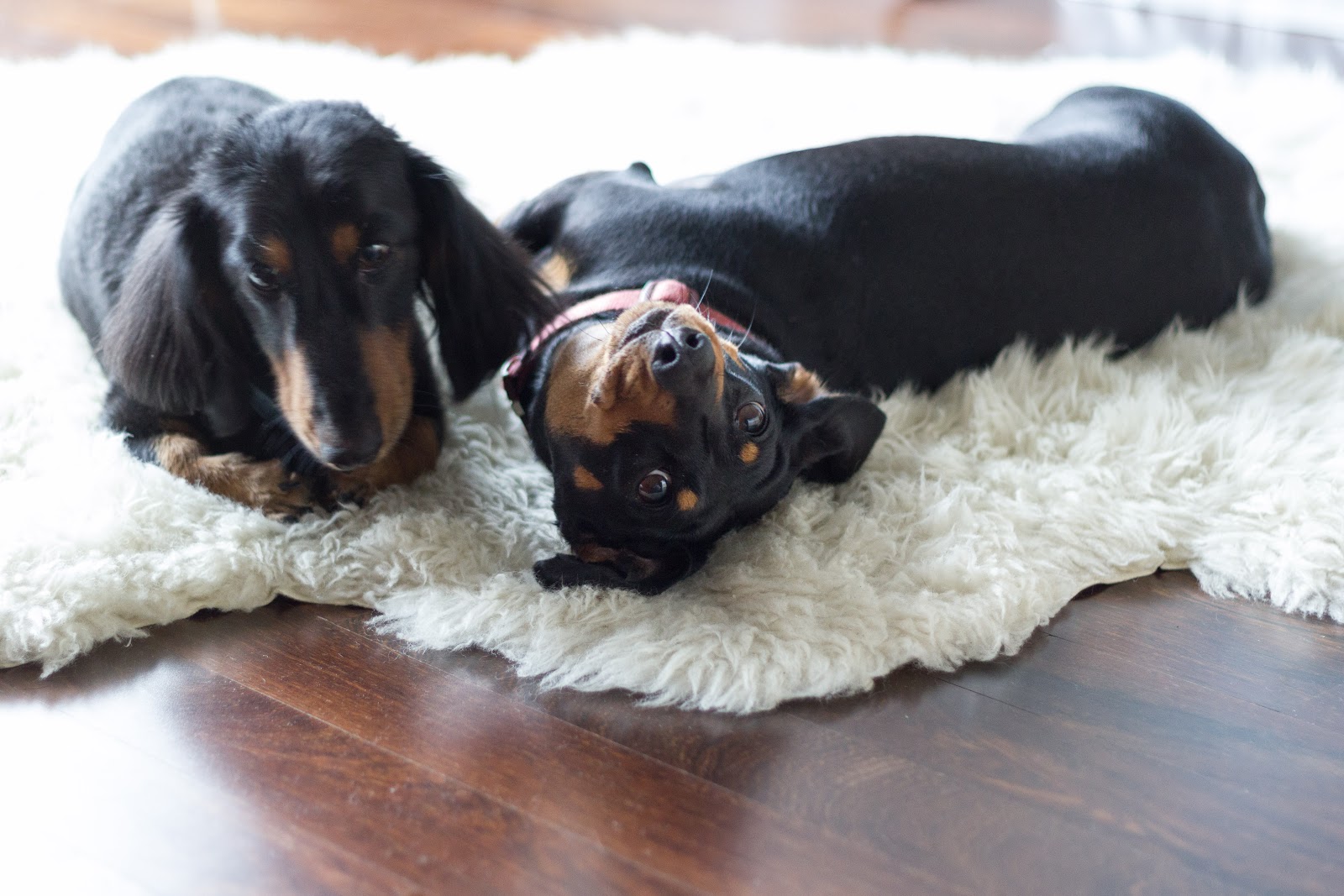 Good Things* Death by Doxie Dogs on a Rug*