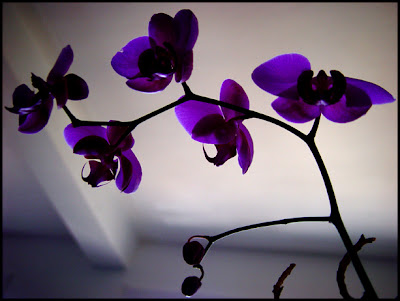 orchids flowers pictures orchids flowers pictures
