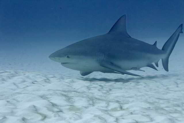 the life and habitat of a bull shark Three things you should know about north since my research focuses on shark habitat use in the entire system is available to the bull shark thanks to. the life and habitat of a bull shark Three things you should know about north since my research focuses on shark habitat use in the entire system is available to the bull shark thanks to.