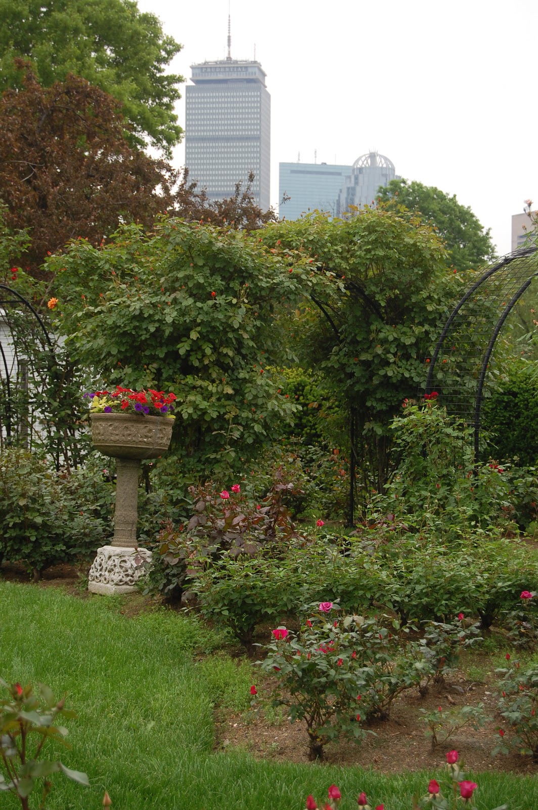 Sprouts Kelleher Rose Garden in Boston Massachusetts