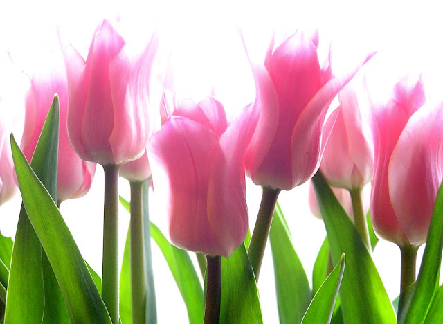 Pink Tulips flower