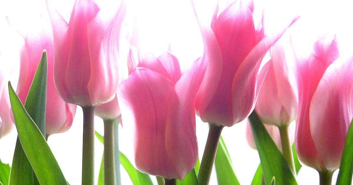 Tulipani rosa