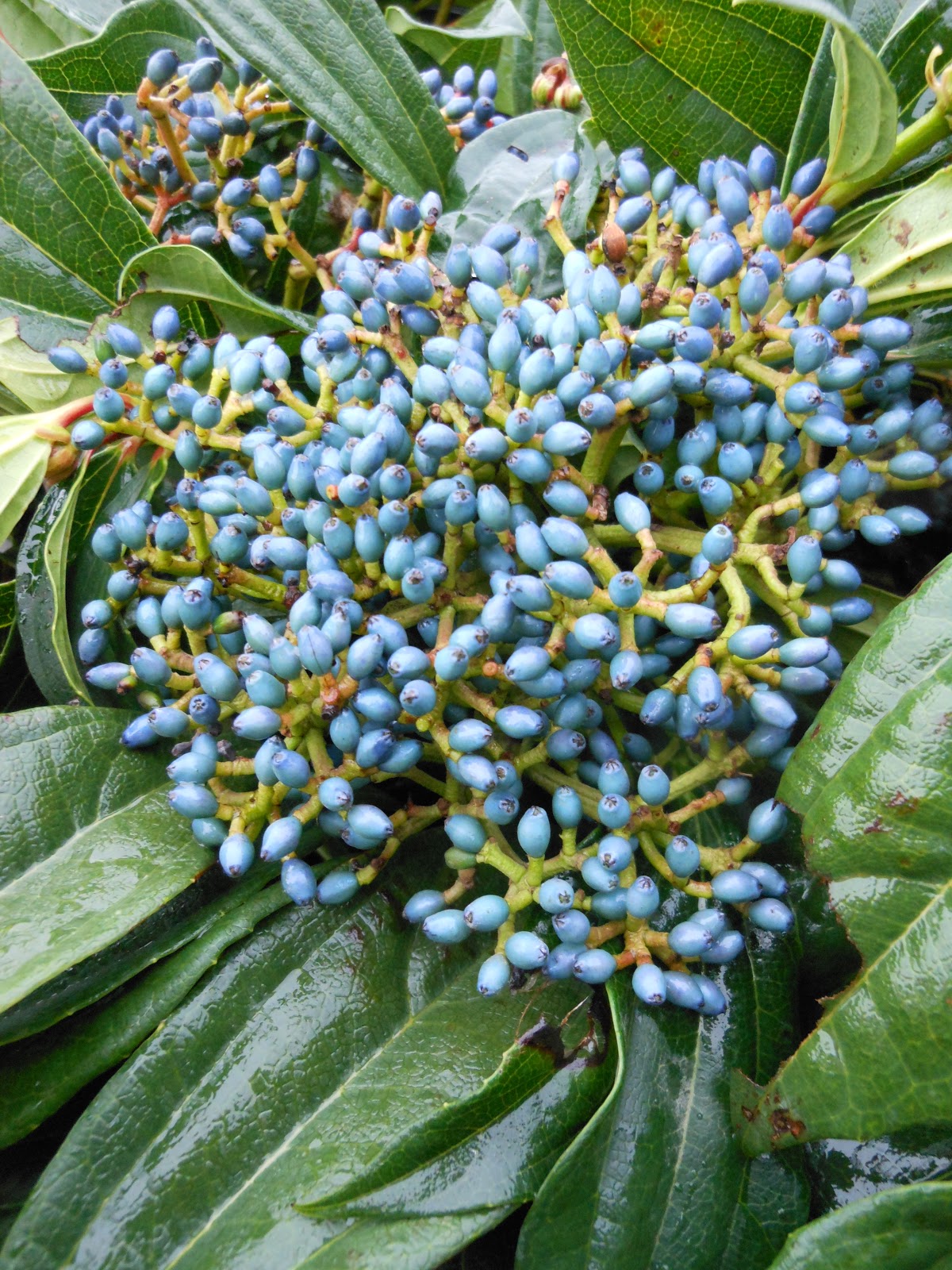 Ryukyu Life The Red Berries Called Viburnum Odoratissimum
