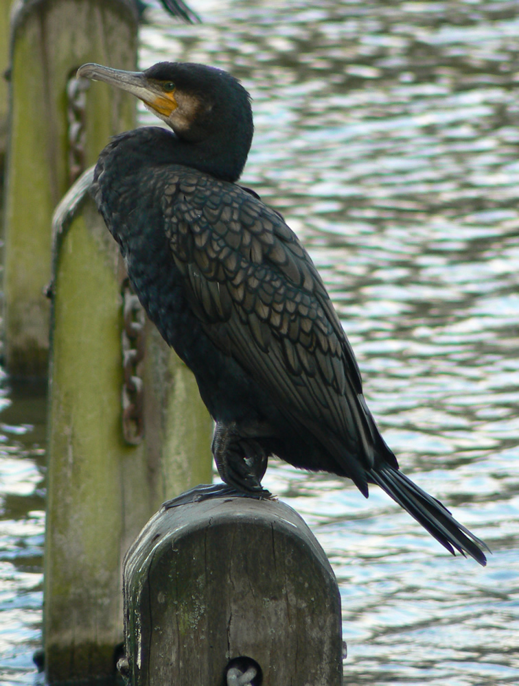 Greater Cormorant