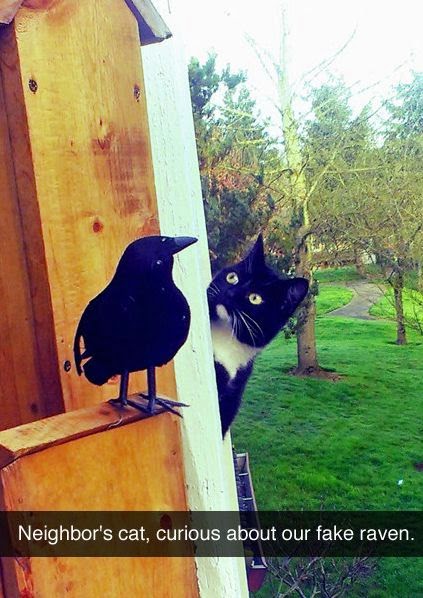 cat scared of fake raven, funny snapchats, funny animal snapchats, lolcat, cat funnies, cat humor, animal funny, 