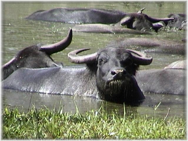 cute water buffalo