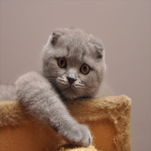 EVCİLGİLLER Evcil Kedi
