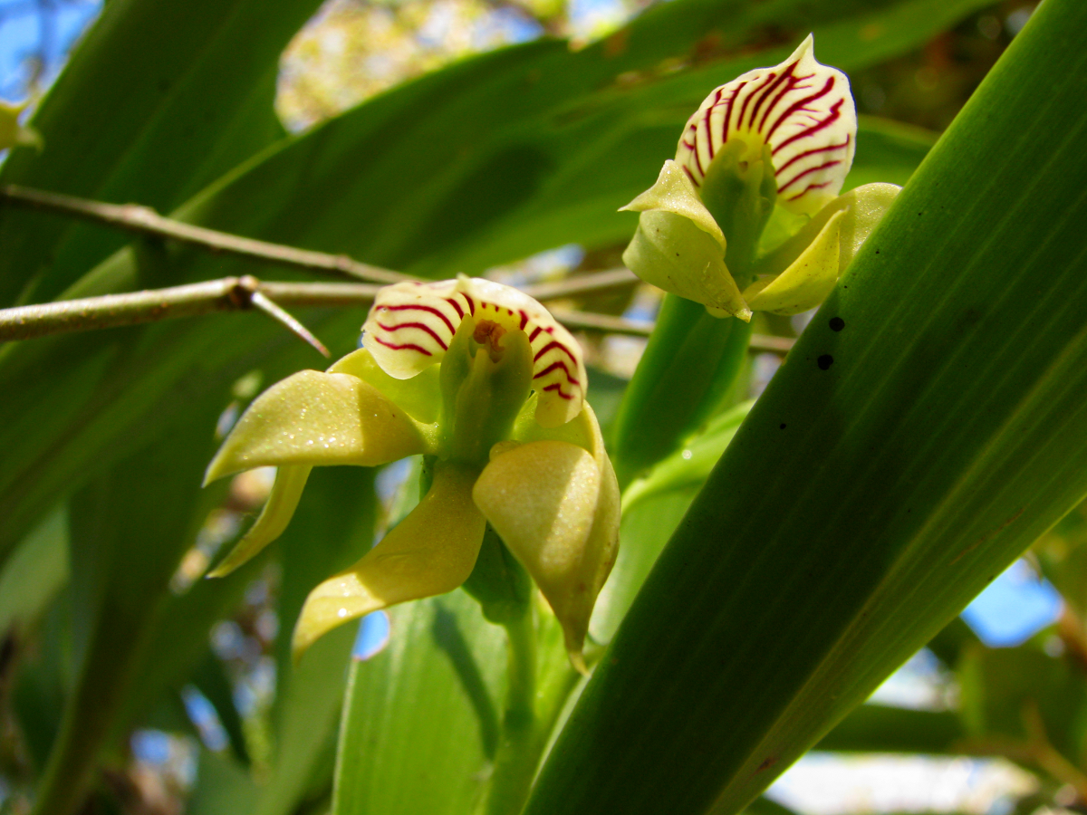 Life in Costa Rica Orchids in Bloom