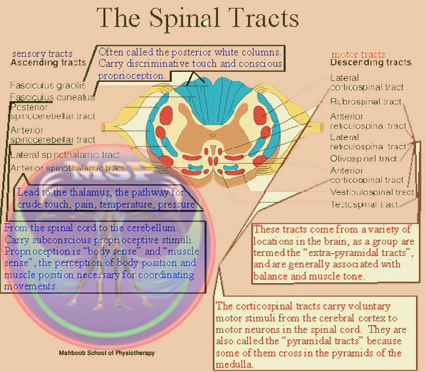 anatomy of spinal cord anatomy for msp spinal cord tracts
