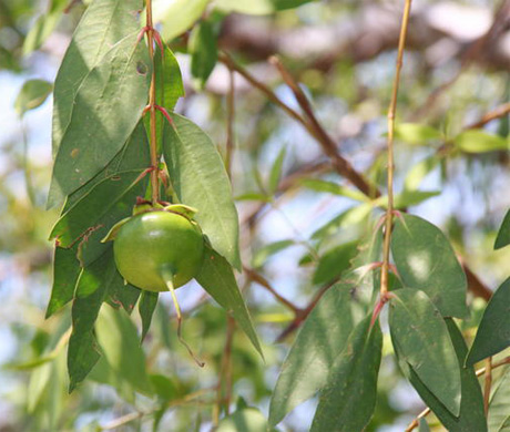 manfaat obat cefixime 200mg manfaat obat cefixime 200mg