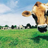 gambar peternakan sapi gambar peternakan sapi