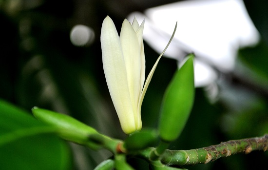 [Image: hoa-ngoc-lan-1.jpg]