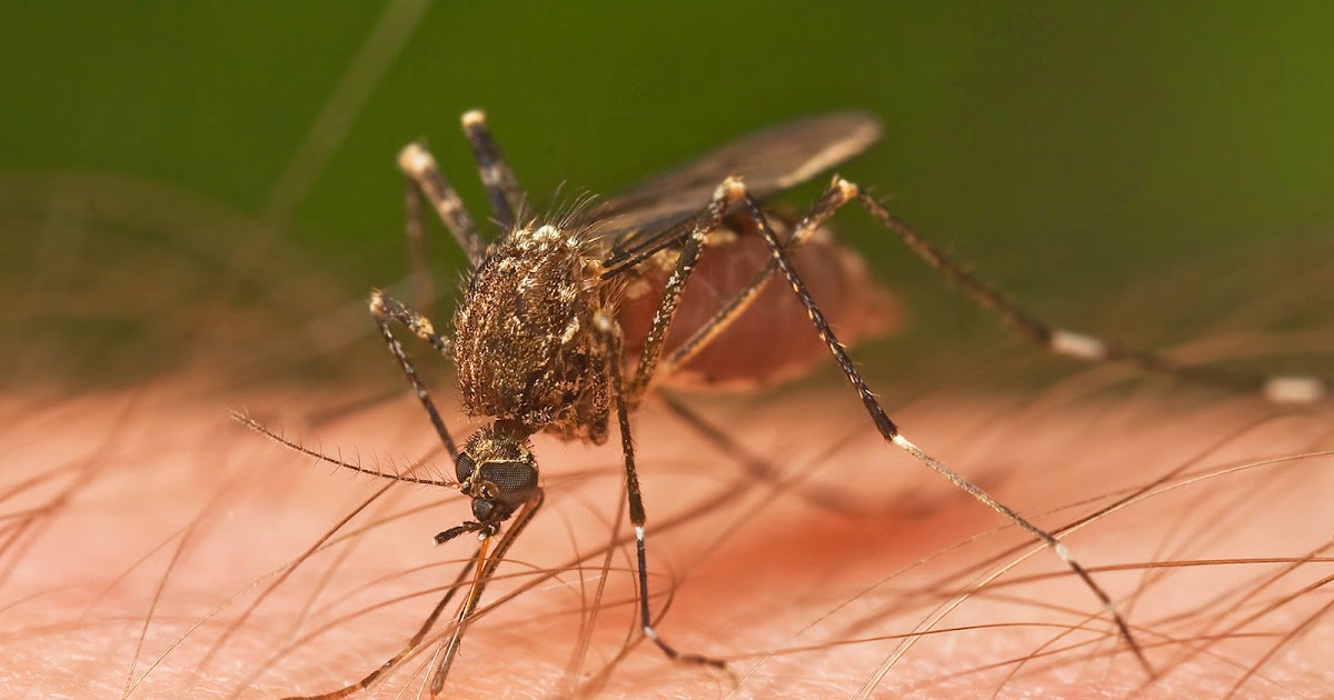 Costa Rica Invest Mosquitoes and bugs in Costa Rica