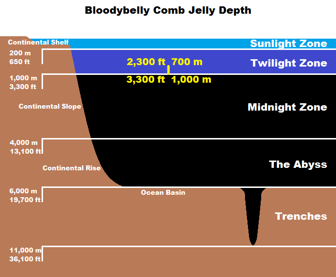 Real Monstrosities Bloodybelly Comb Jelly