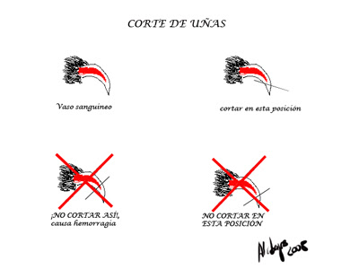 Consejos sobre mascotas | R3 Pets