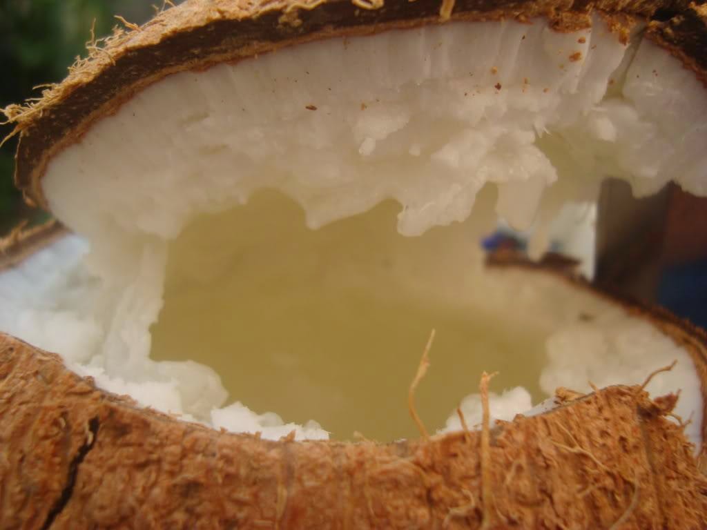 Bán dừa sáp nơi bán dừa sáp giá rẻ tại tp hcm