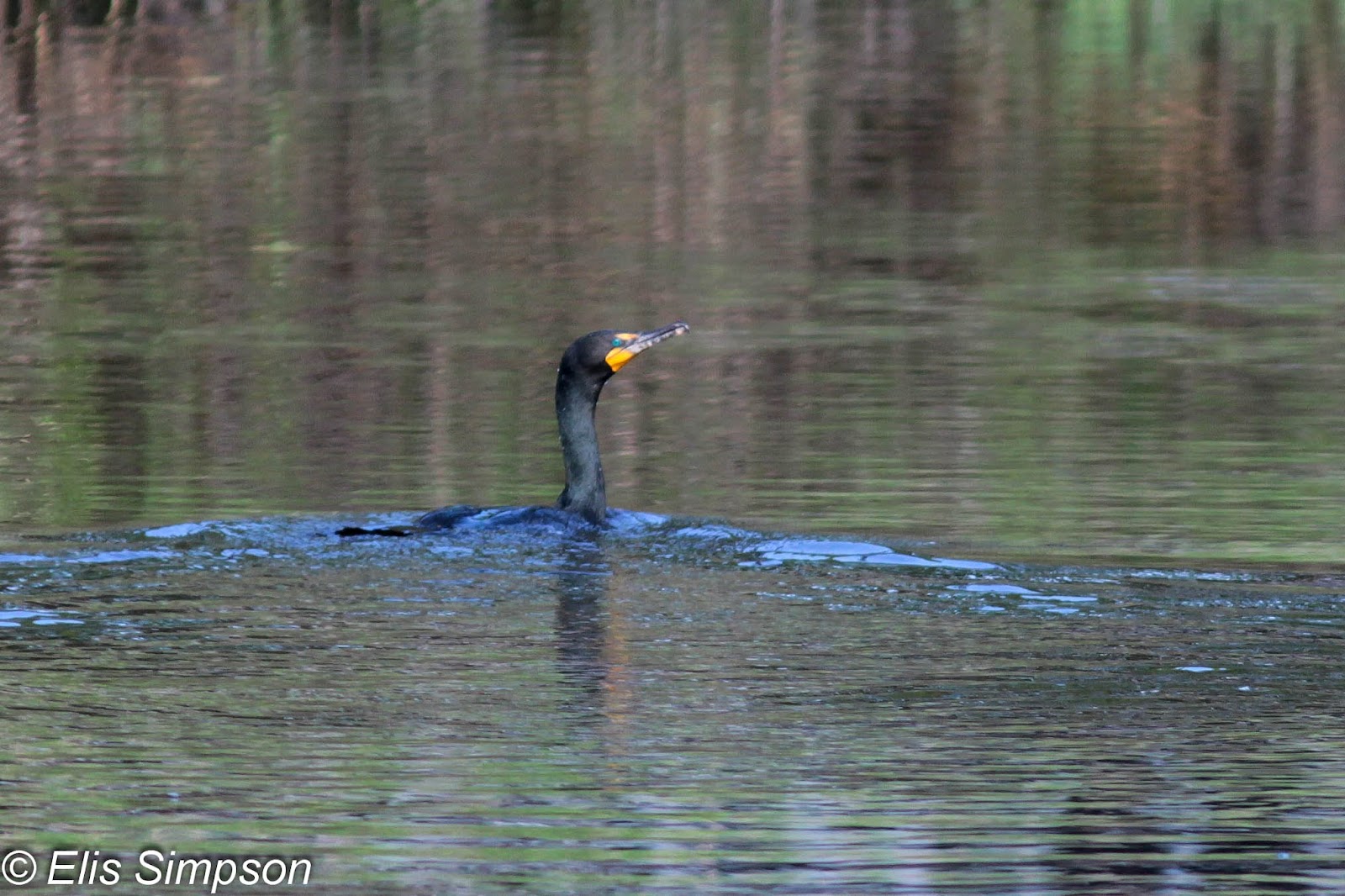 Rick Simpson Birding Westport beaches.
