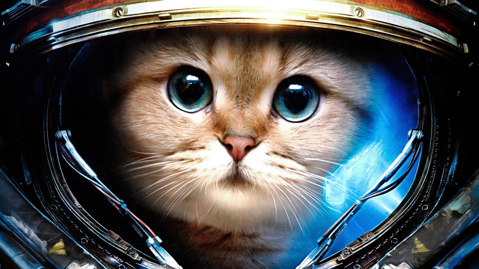 laser cat with glasses Laser Cat Pinterest Hipster, Cats and Google