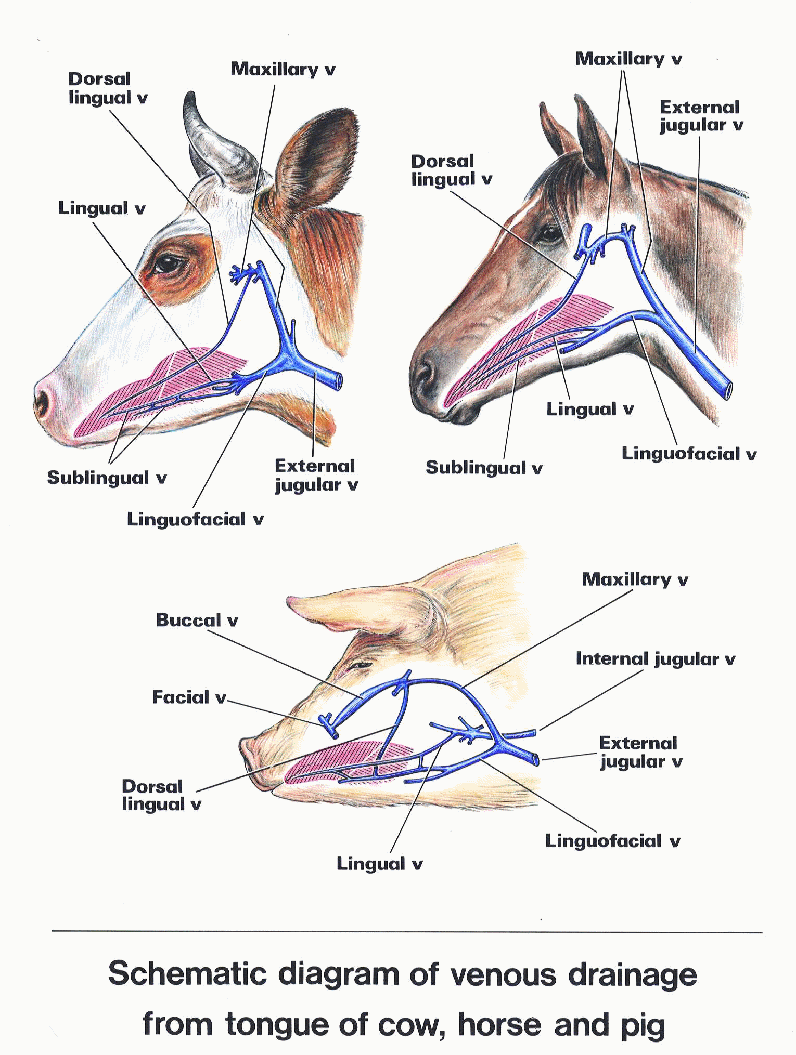 The cardiovascular system of animals, lymphatic system of animal