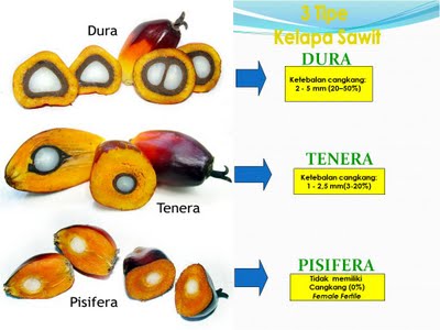 Dura Oil Palm