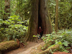 Cathedral Grove Provincial Park
