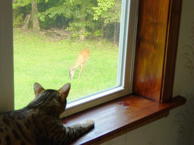 Blackjack watching a deer in the front yard