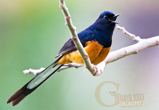 burung murai atasi murai malas berkicau karena kegemukan burung murai atasi murai malas berkicau karena kegemukan