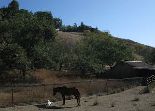 Horse and young billygoat, Shannon Road, Los Gatos, California