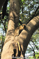 Gambia - Park Bijilo - zielona małpa   / green monkeys