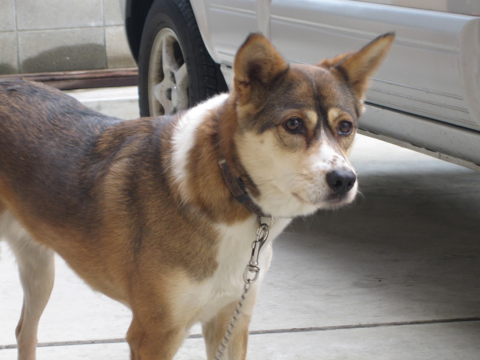 ティーダさんとお出かけ わんこ画像