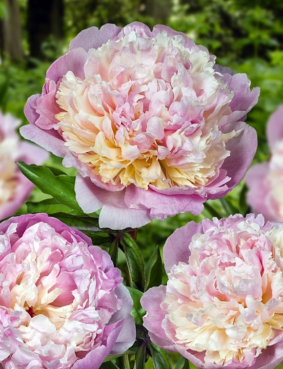 Gorgeous!! Madame Calot Peony - Flowers Gardens