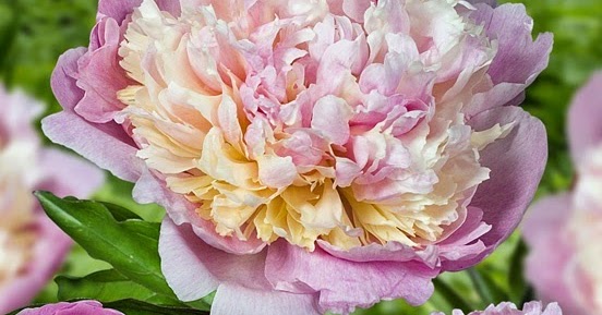 Flowers Gardens: Gorgeous!! Madame Calot Peony