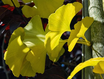 Life Between The Flowers Forsythia Yellow Spring Flowering Shrub
