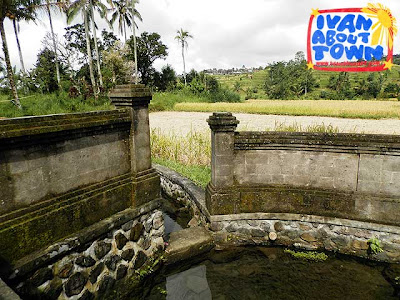 Bali Rice Terraces Indonesia Jatiluwih