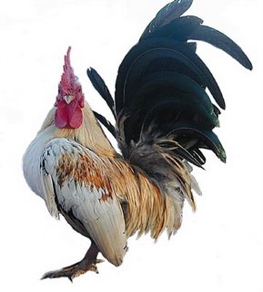 gambar ayam - gambar ayam